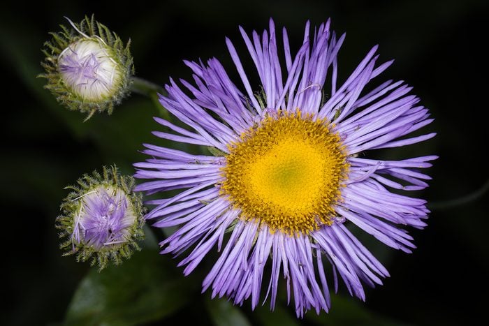 10 Weeds With Purple Flowers Aster Gettyimages 2186544746