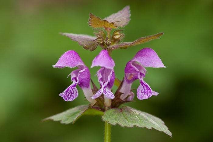 10 Weeds With Purple Flowers Gettyimages 158879649
