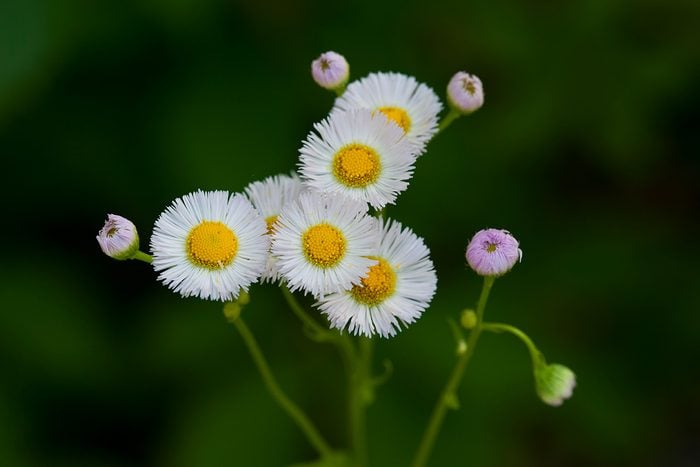 Fleabane Gettyimages 157161372
