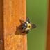 What Are Carpenter Bees and How Do You Get Rid of Them?
