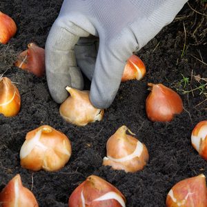 A gloved hand plants brown bulbs into dark soil among several other bulbs, indicating gardening or planting activity in a garden setting.
