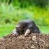 How To Get Rid of Moles in Your Yard