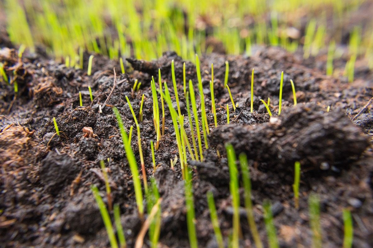 How Long Does It Take Grass Seed To Grow Gettyimages 1068479658