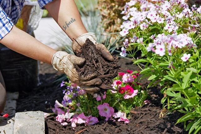 gloved hands are visible laying in organic landscape mulch