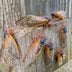 How To Keep Cicadas from Taking Over Your Home Without Using Pesticide