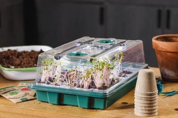 sprouts for indoor garden