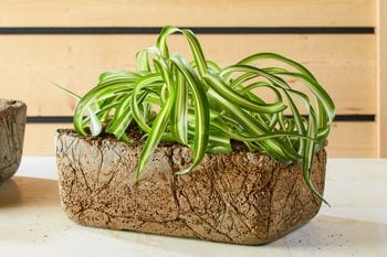 Rustic Hypertufa Planter