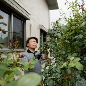An elderly man prunes rose bushes near a house, focusing intently while wearing gloves and a hat, surrounded by lush greenery and windows.