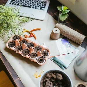 Seedling pots filled with soil rest on a table, surrounded by gardening tools, plants, and a laptop, suggesting a workspace for planting activities.